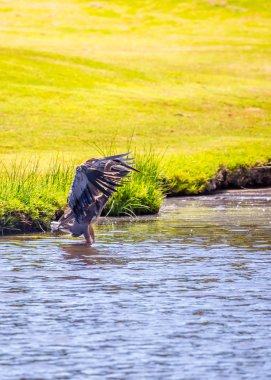 Büyük Mavi Balıkçıl