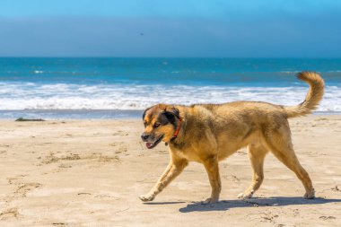 Kumsalda yürüyen bir köpek..