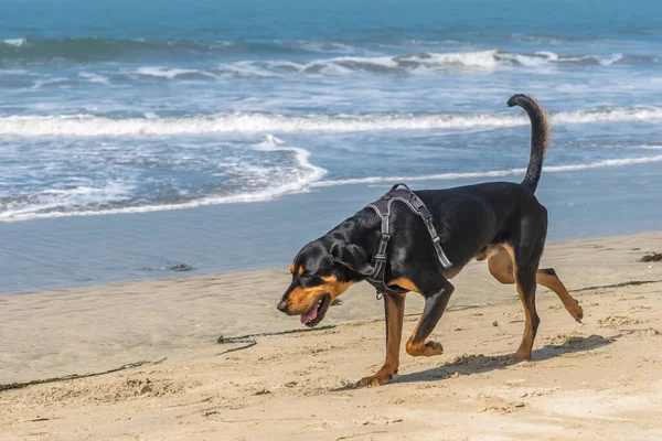 砂浜に黒と黄の犬が一匹 ロイヤリティフリーのストック画像