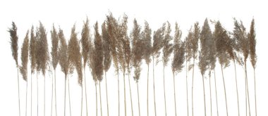 Kuru ot beyaz arka plan üzerinde izole tırmanıştır.       