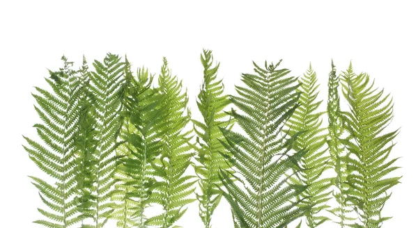 Green Fern Leaf Isolated White Background — Stock Photo, Image