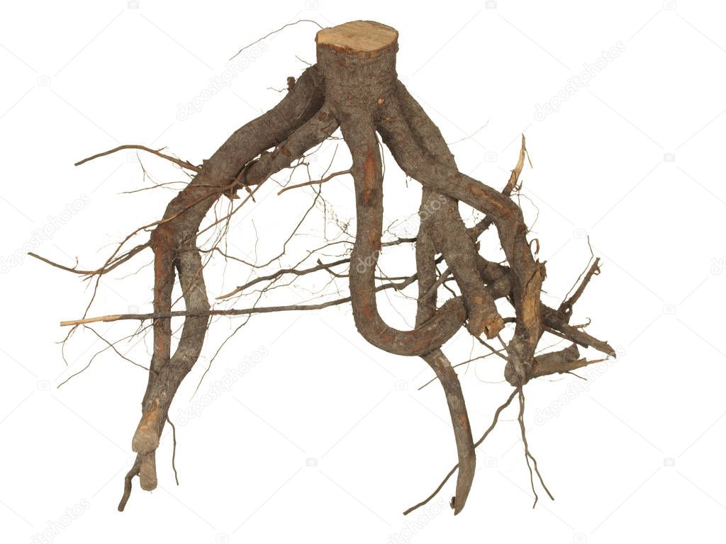 Root of old tree isolated on white background.     