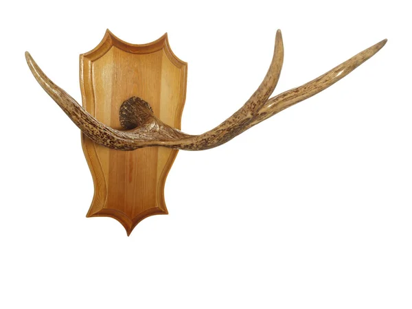 白い背景に分離された木製盾に動物の角のハンガー — ストック写真