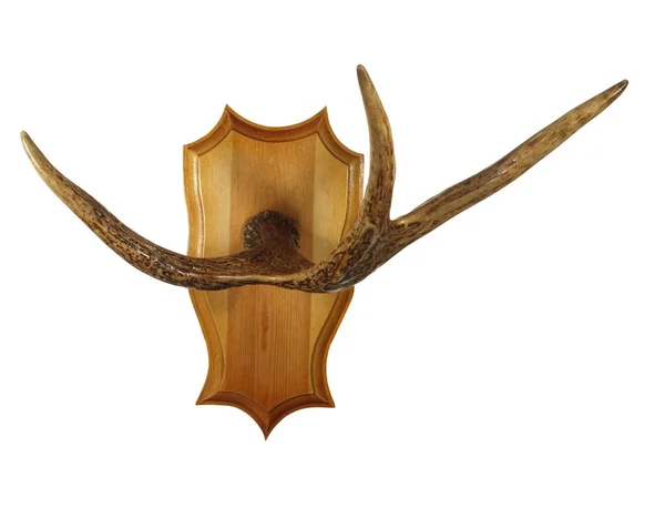 白い背景に分離された木製盾に動物の角のハンガー — ストック写真