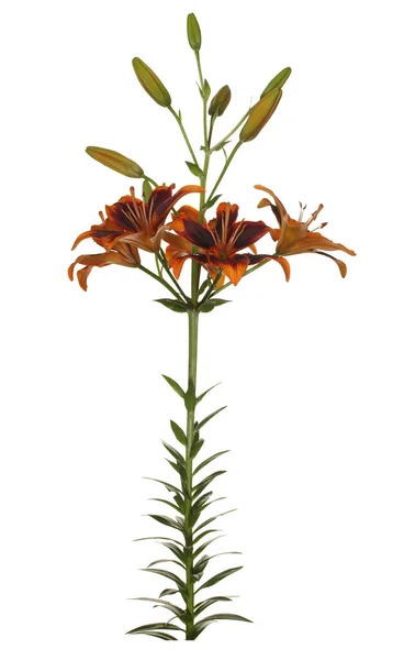 Flower of a brown lily with green leaves and unblown buds isolat — Stock Photo, Image
