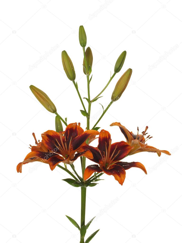 Flower of a brown lily with green leaves and unblown buds isolat