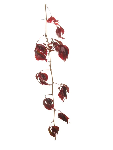 Красные листья дикого винограда в осеннем саду изолированы на белой спине — стоковое фото