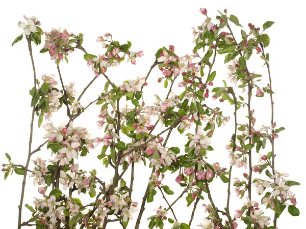Ветви Цветущей Яблони Белом Фоне — стоковое фото