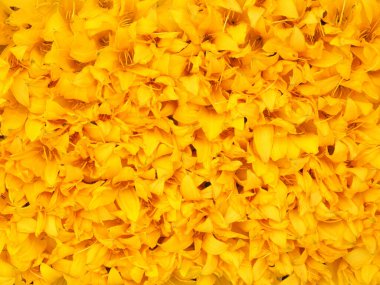 Arkaplan gibi dağılmış sarı çiçekli yapraklar. Çok güzel çiçekler..        