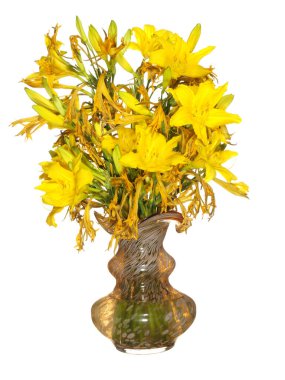 Beyaz arka planda izole edilmiş cam bir vazoda solmuş sarı çiçekli bir buket. Çok güzel çiçekler..        