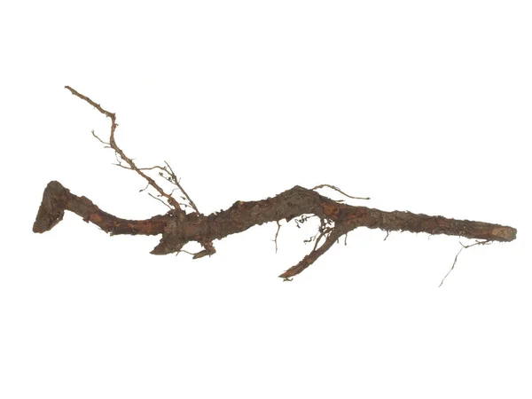 Wurzel Des Alten Baumes Isoliert Auf Weißem Hintergrund — Stockfoto