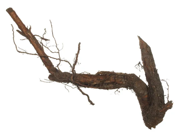 Root Old Tree Isolated White Background — Stock Photo, Image