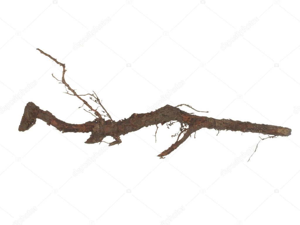 Root of old tree isolated on white background.        