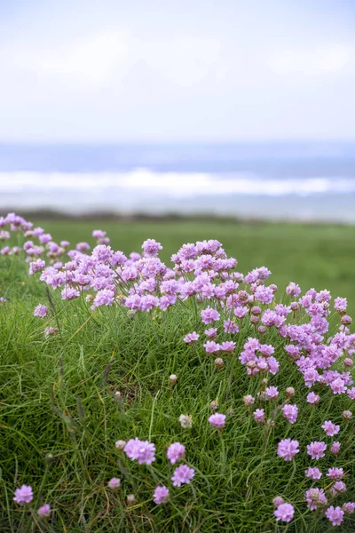 Flores Silvestres Penhasco Passeio Ballybunion Condado Kerry Irlanda — Fotografia de Stock