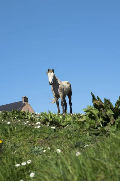 Hermoso Pony Irlandés Exuberante Campo Margaritas —  Fotos de Stock