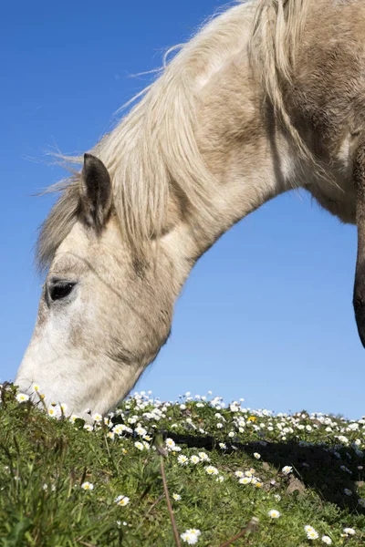 Beau Poney Irlandais Mangeant Dans Champ Luxuriant Marguerites — Photo