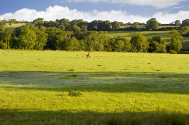 kısrak ve Tay county waterford İrlanda İrlandalı gür yeşil alanı