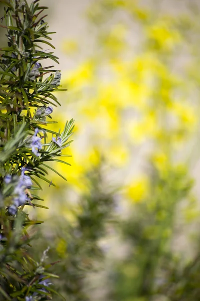 Jardim Ervas Com Alecrim Mostarda Plantas — Fotografia de Stock