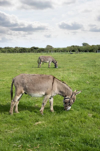 Två Åsnor Bete Ett Fält Grevskapet Kerry Irland — Stockfoto