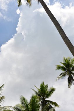 palmiye ağaçlarında mindoro Filipin Adası