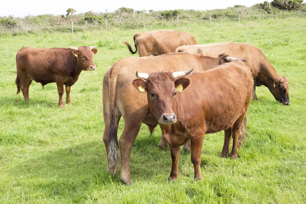 Jersey Gado Pasto Verde Condado Dingle Kerry Irlanda — Fotografia de Stock