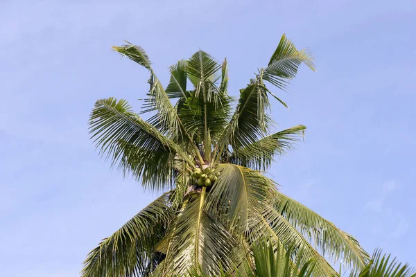 Palmy Filipińskie Wyspy Mindoro — Zdjęcie stockowe