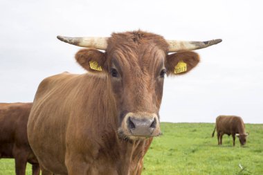 Dingle County Kerry İrlanda 'da yeşil otlaktaki Jersey sığırları