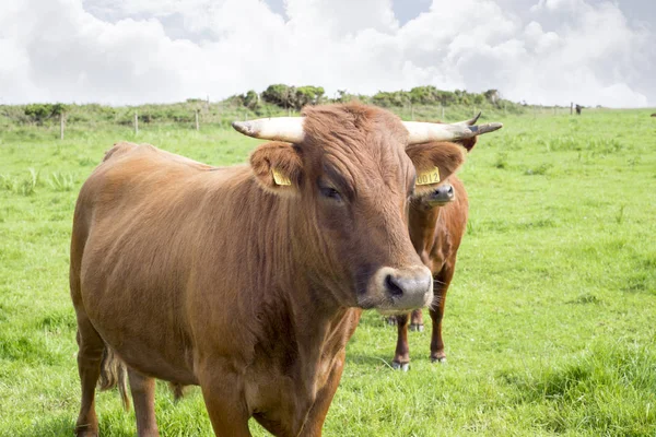 Jersey Ganado Verde Pasto Dingle Condado Kerry Ireland —  Fotos de Stock