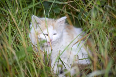 küçük beyaz yavru kedi çimenlerde gizleme