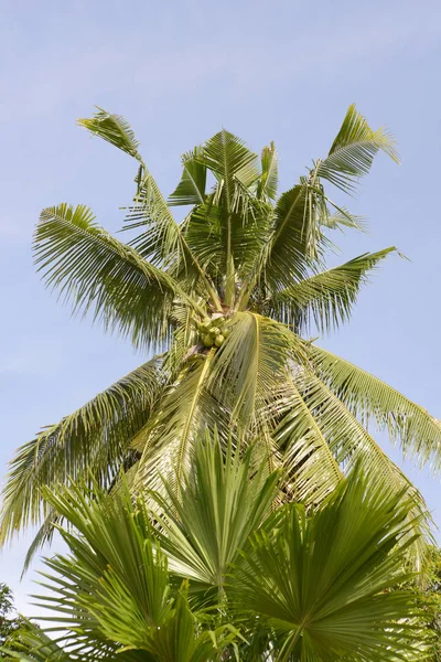 Palmiers Dans Île Philippine Mindoro — Photo