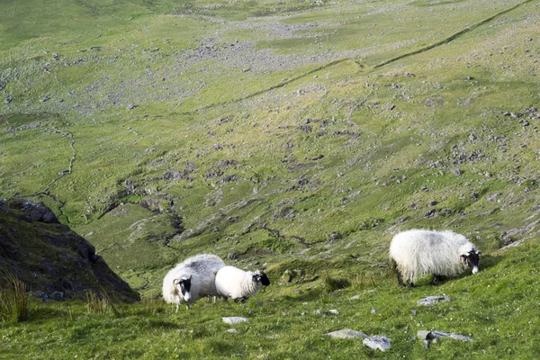 Schafe Bei Einem Malerischen Blick Auf Die Berge Auf Dem — Stockfoto