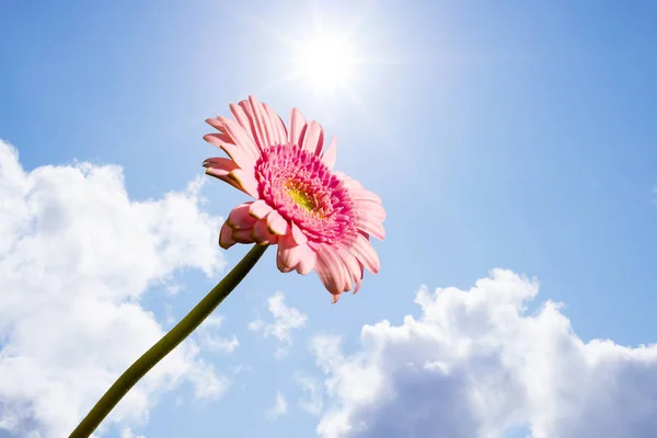 Única Flor Gerbera Rosa Ereta Contra Céu Ensolarado — Fotografia de Stock