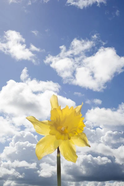 Solo Narciso Salvaje Contra Cielo Azul Nublado — Foto de Stock