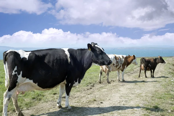 Mieszane krowy na wybrzeżu kerry — Zdjęcie stockowe