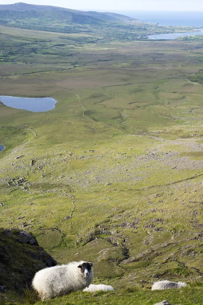 Pastoreio de ovelhas em uma vista panorâmica kerry — Fotografia de Stock