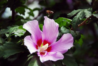 Yukarıdan bir manzaralı sörf ile kayalık plaj