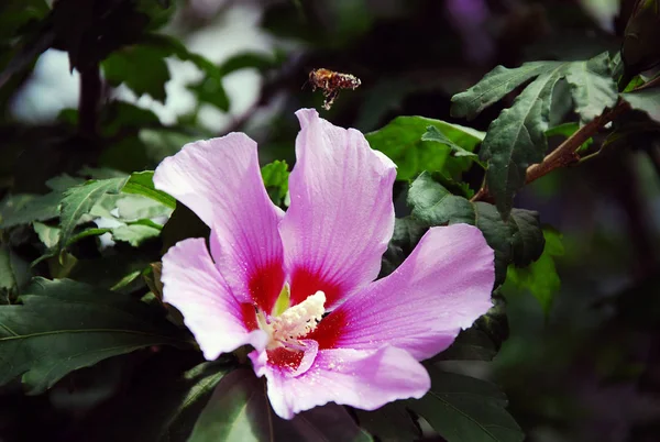 Yukarıdan bir manzaralı sörf ile kayalık plaj