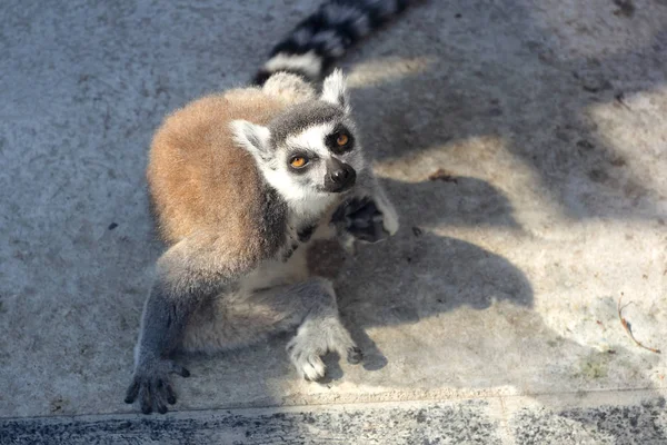 Animales Bebé Divertido Cola Anillada Lemur Catta Zoológico — Foto de Stock