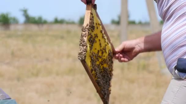 Inspektion des Honigrahmens aus dem Bienenstock Videoclip