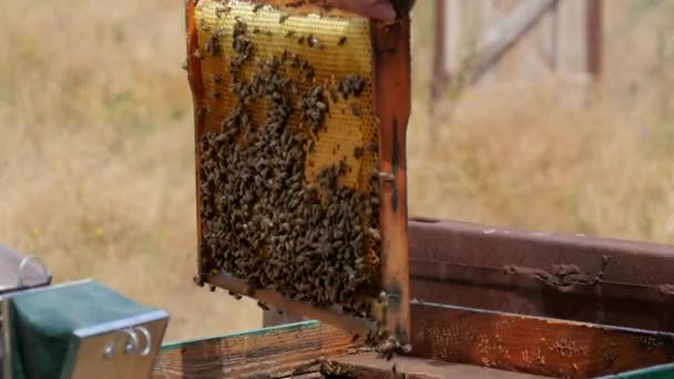 Marco de miel en las manos de un apicultor — Vídeos de Stock