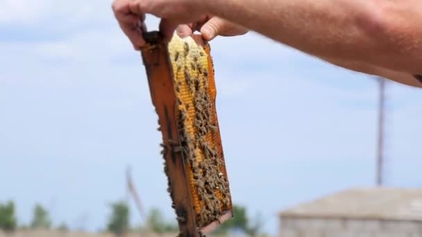 蜂蜜在一个人的手里 — 图库视频影像