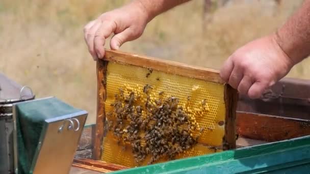 ミツバチの巣にハニーフレームを設置する — ストック動画