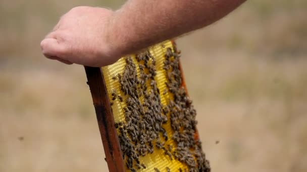 Επιστρέφοντας την οικογένεια των μελισσών στην ξύλινη κυψέλη Royalty Free Πλάνα Αρχείου
