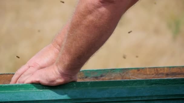 Verplaatsing van honinglijsten in de bijenkorf — Stockvideo