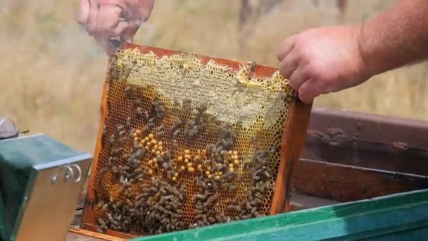 Biodlaren installerar en honungsram — Stockvideo