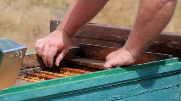 Überprüfung des Zustands des Bienenstocks lizenzfreies Stockvideo