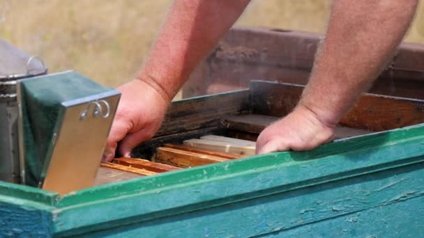Удаление медовой рамы из деревянного ящика — стоковое видео