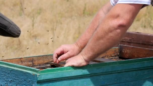 Imker in der Nähe des Bienenstocks — Stockvideo