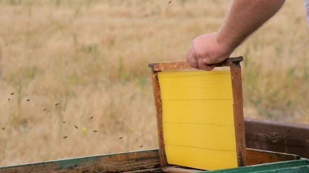 Den Rahmen in den Bienenstock legen Lizenzfreies Stock-Filmmaterial