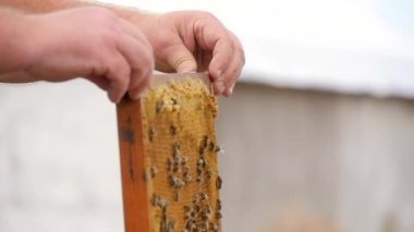 Bal ve Arılarla Çerçeve